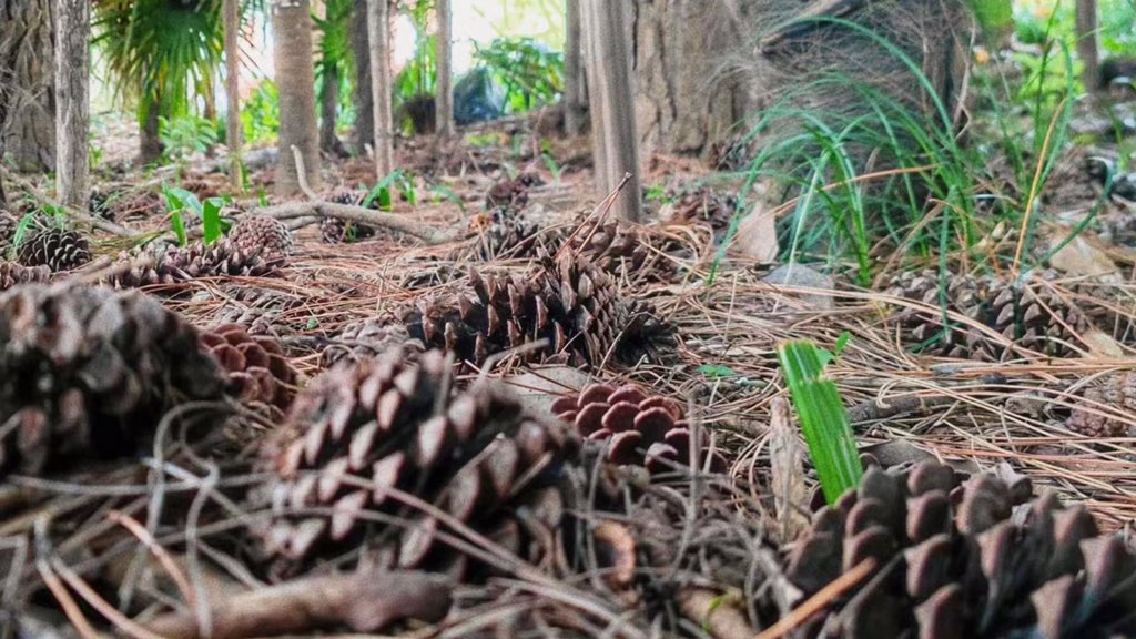 Elijah_Qiu's tweet photo. Hunting for perfect pine cones and making festive ornaments are all part of a pioneer #Christmas. #Christmas2023🎄 #PineConeHunting https://t.co/NaJJjftz6N