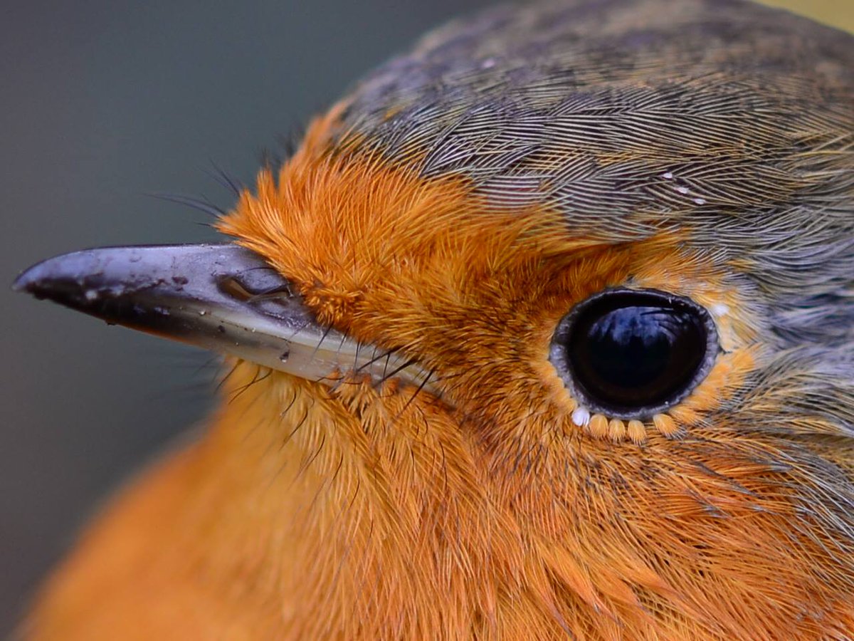 Happy National Robin Day!
Did you know: robins have tiny feathers around their eyes?
#NationalRobinDay #Christmas