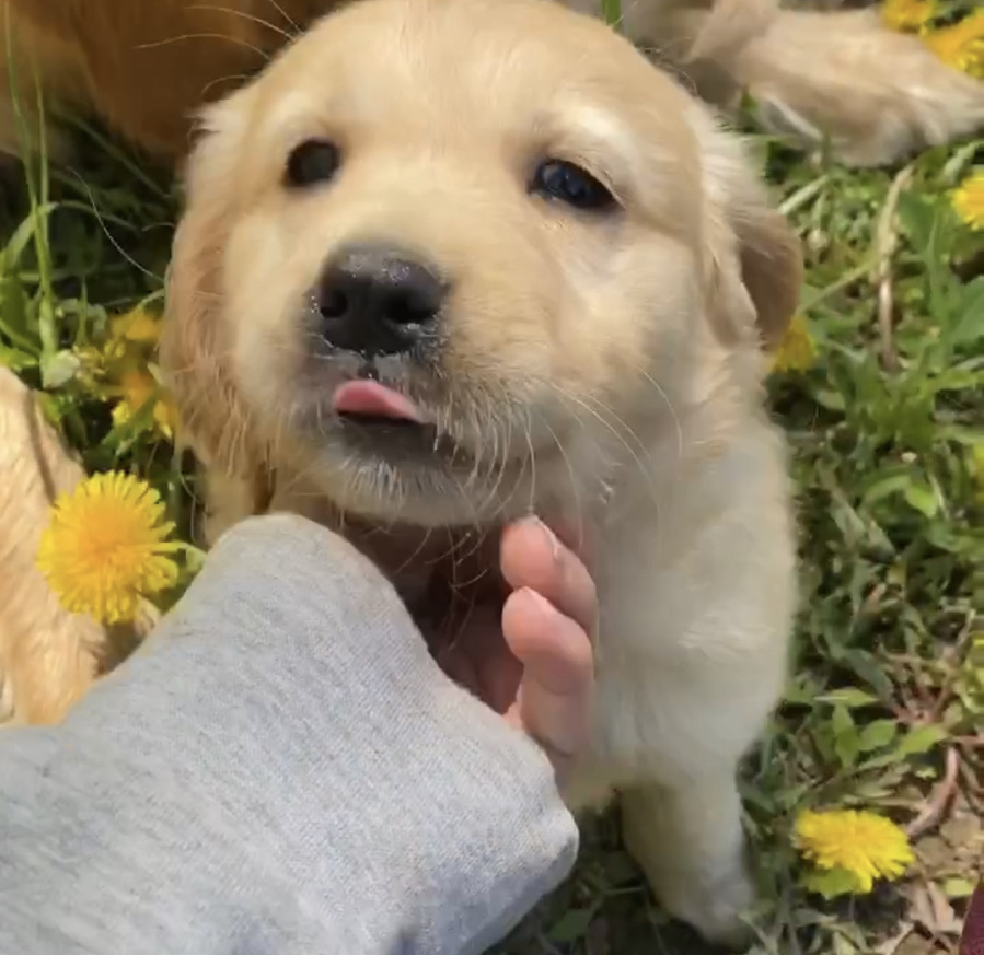 Bunsen, Beaker, Bernoulli & Brix tweet media