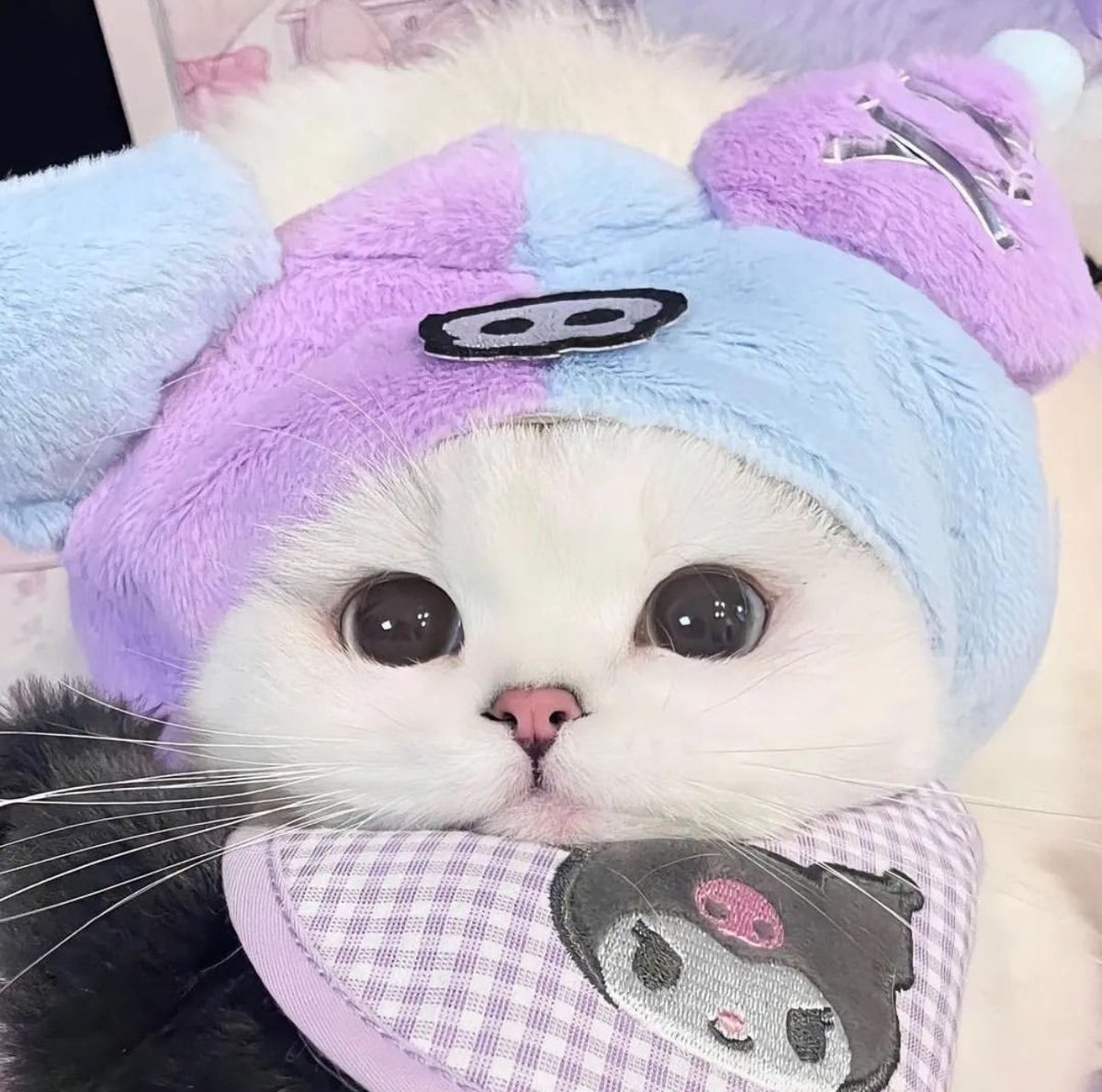 Cats Fantasy tweet media