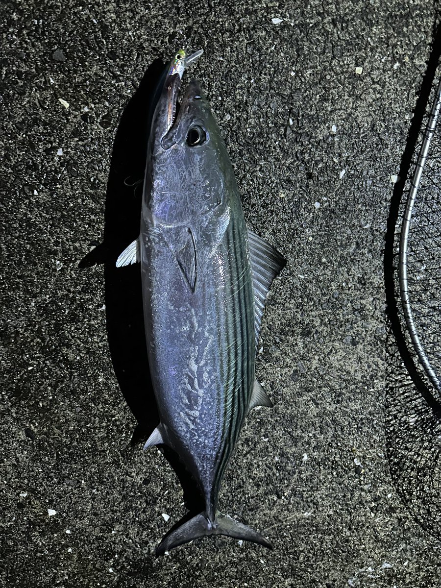 Turikichi0108's tweet photo. ひと月ぶりのお魚は55センチのハガツオとスマ！ https://t.co/nhUY1GPeiM
