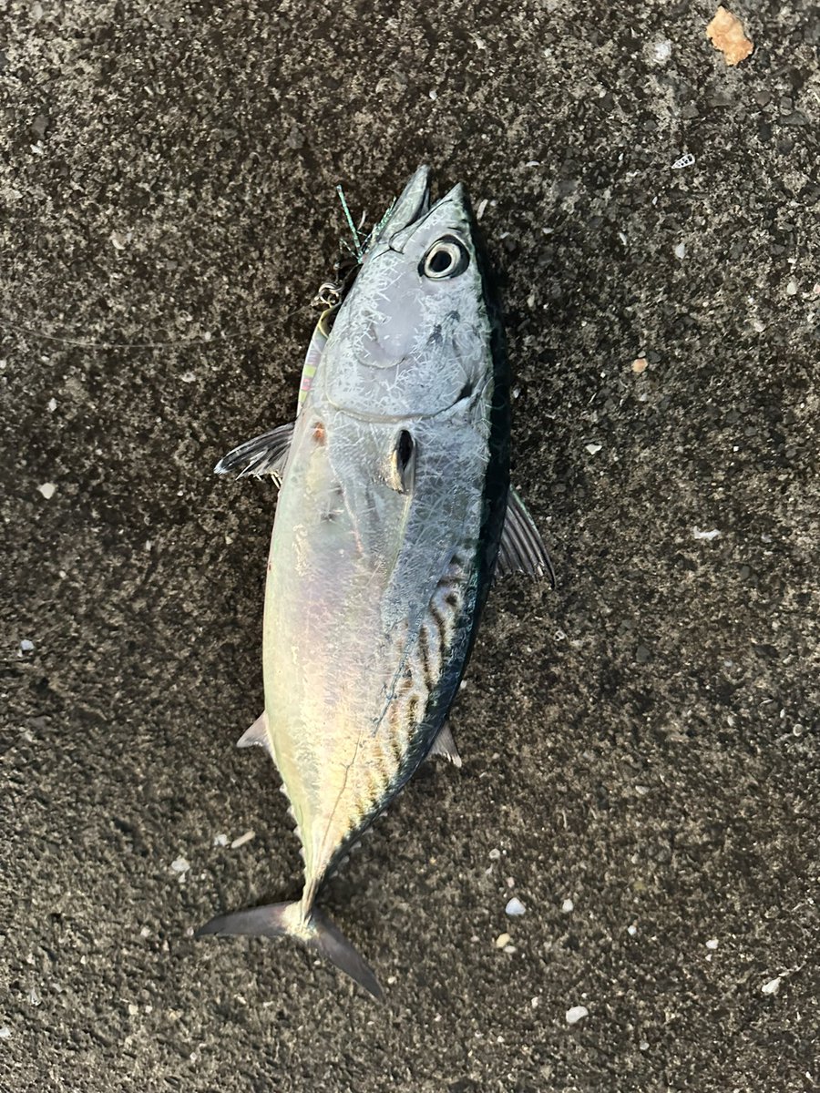 Turikichi0108's tweet photo. ひと月ぶりのお魚は55センチのハガツオとスマ！ https://t.co/nhUY1GPeiM