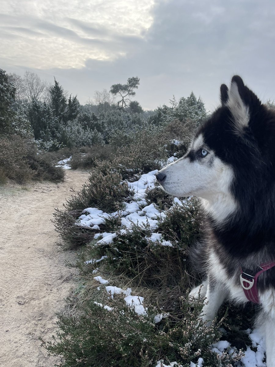 Winters weer met een husky. 

Puur geluk 🩵