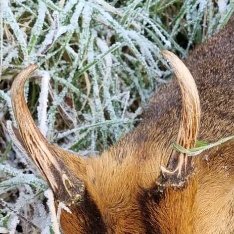 thegamelarder's tweet photo. Good morning out with @steveleestudios working on new book #gamelarderbooks #chefs #gamebooks #venison #gametoeat https://t.co/2IMC0TEmvw