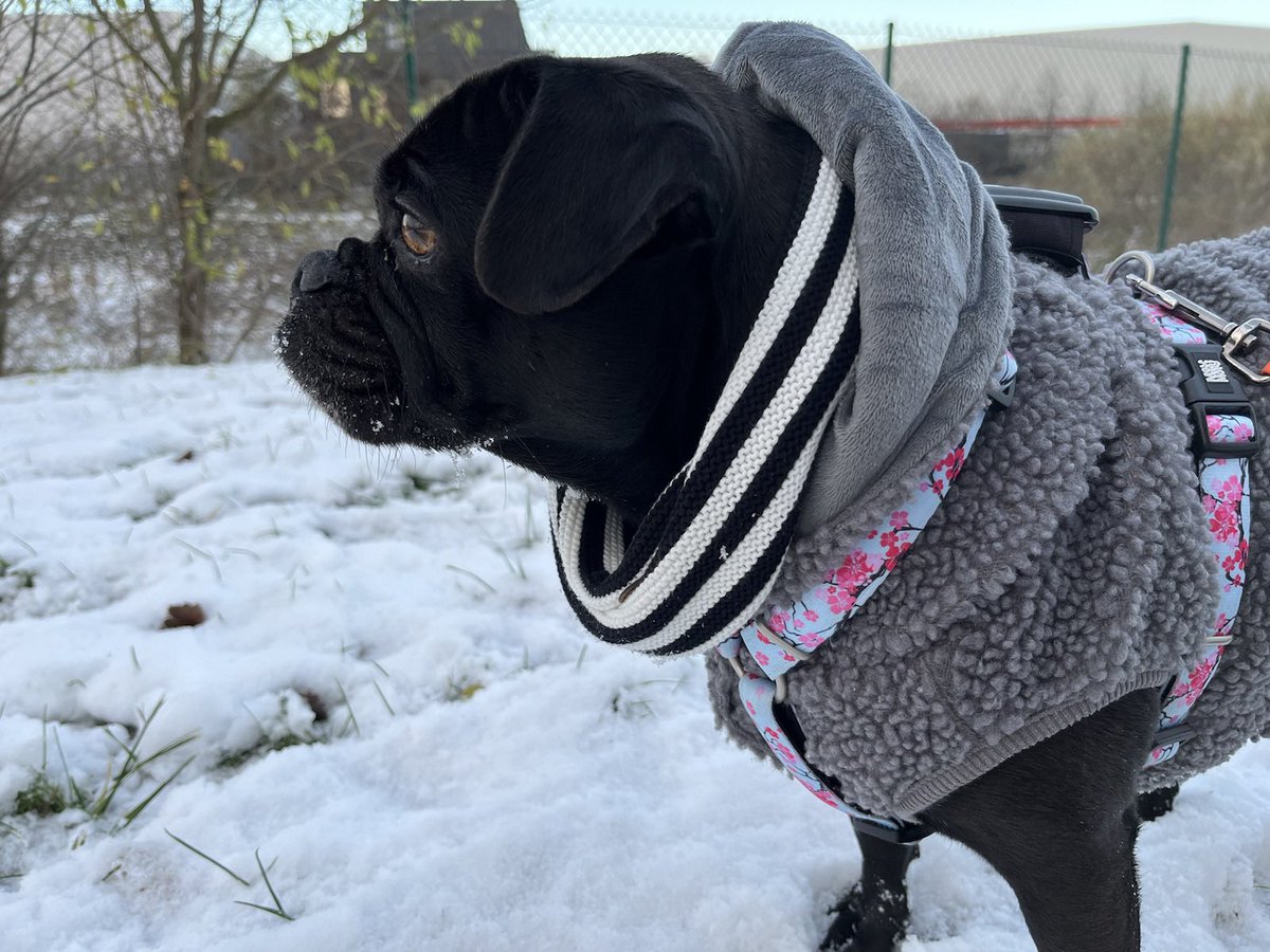 Lotta, Beauftragte für Wuff-Life-Balance tweet media