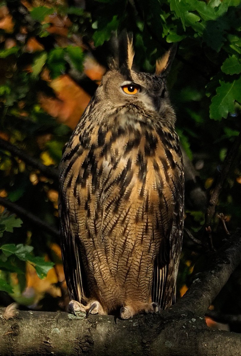 Above96th's tweet photo. Ten months ago #Flaco made his famous escape from the Central Park Zoo. For nine months, he lived in the park, eating rats and enthralling passersby. He is now on the move and has been sleeping in UWS courtyards. Here is the last time I saw him in his favorite oak tree. ❤️🦉❤️ https://t.co/gUpmJZZSMo