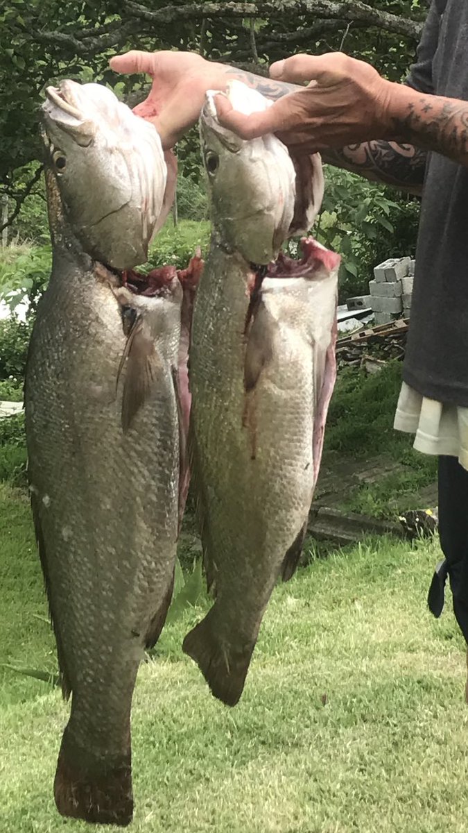 This mornings catch. #fishing #transkei #wildcoast @topfishingpics1 @fishing_lifes @Fishing_EC @Take_Me_Fishing @FishingSkills @FishingEastern @dailyfishingBot @FishingSierra @sa_fishing12 @angling_times @tarpon_art 
@SportswaveAndre @TjoLoLo7 @roblouw6