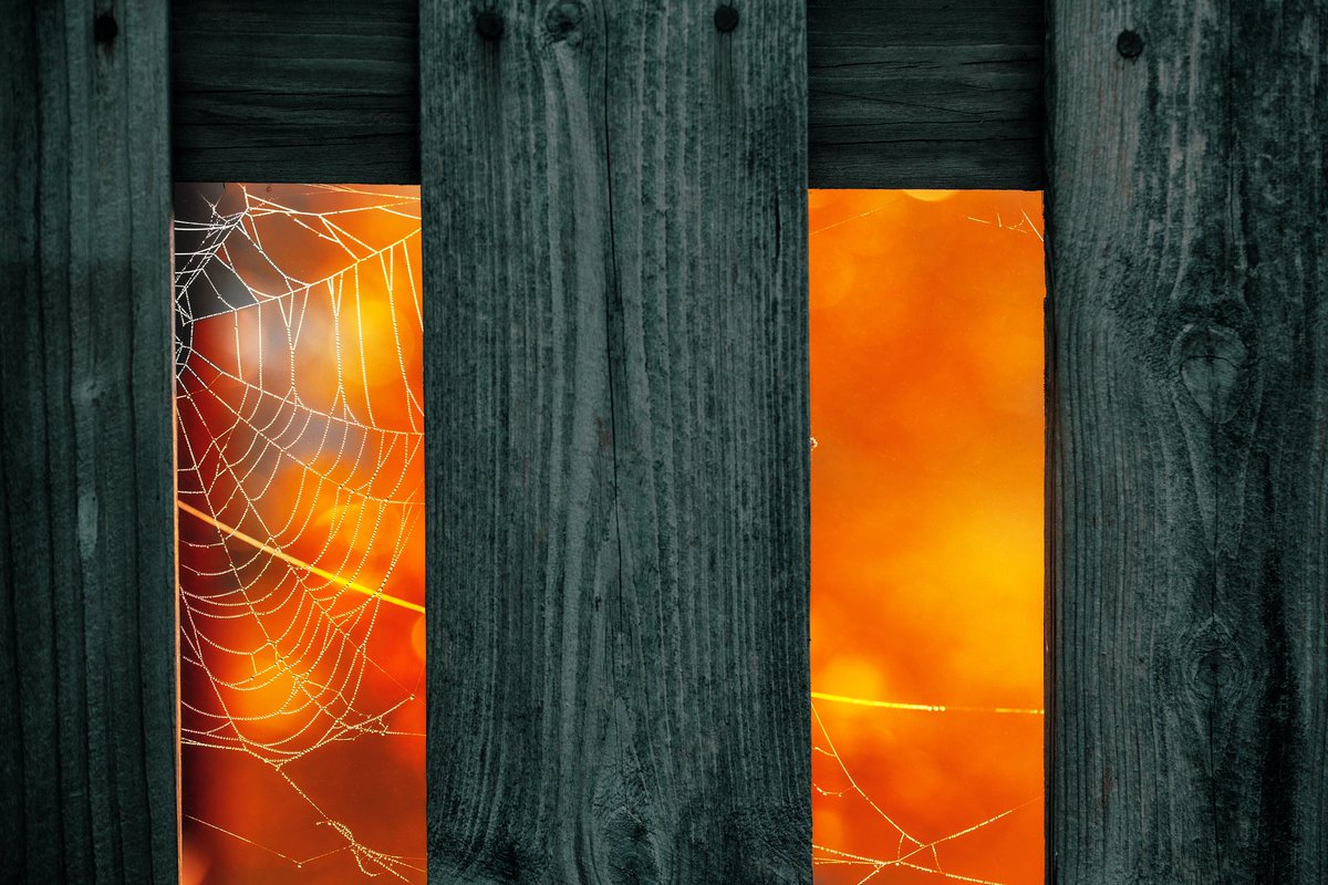 Cederfjärd tweet media