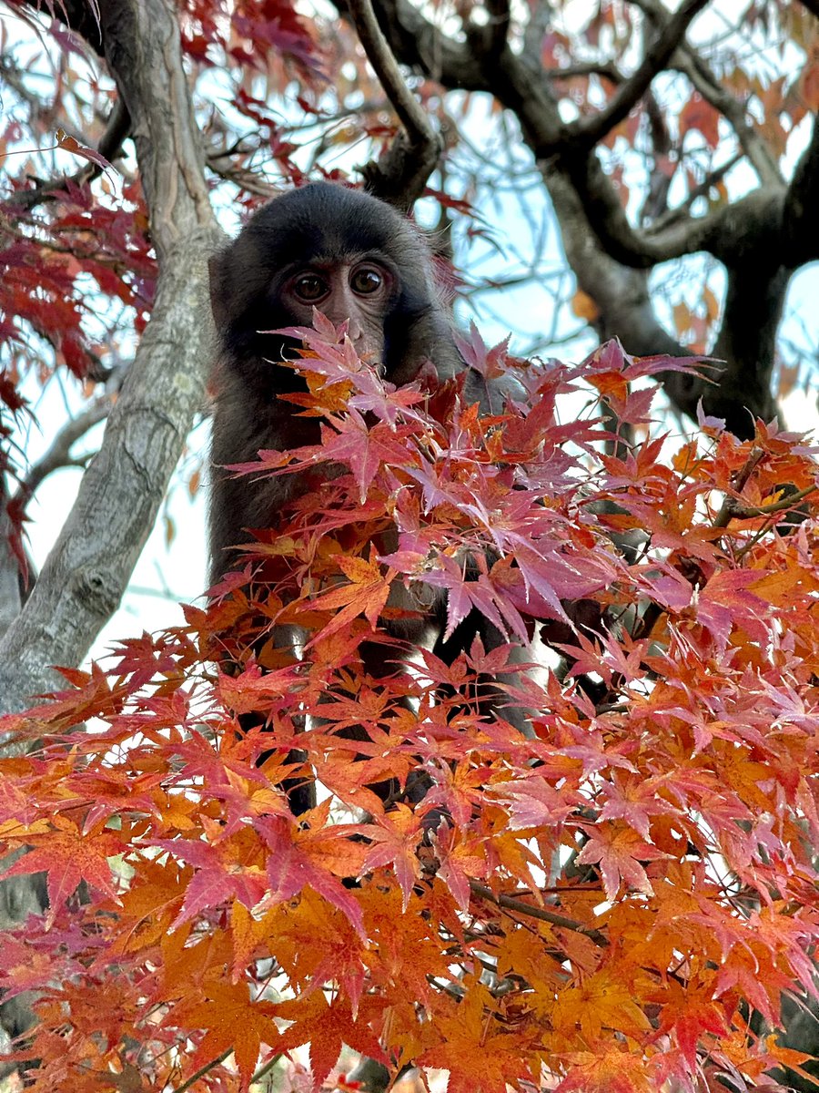 hitokage1986's tweet photo. Arashiyama Monkey Park Iwatayama - November 2023 #Japan #arashiyama #momiji #autumnleaves #kyoto #monkey https://t.co/5qepcWcWYY