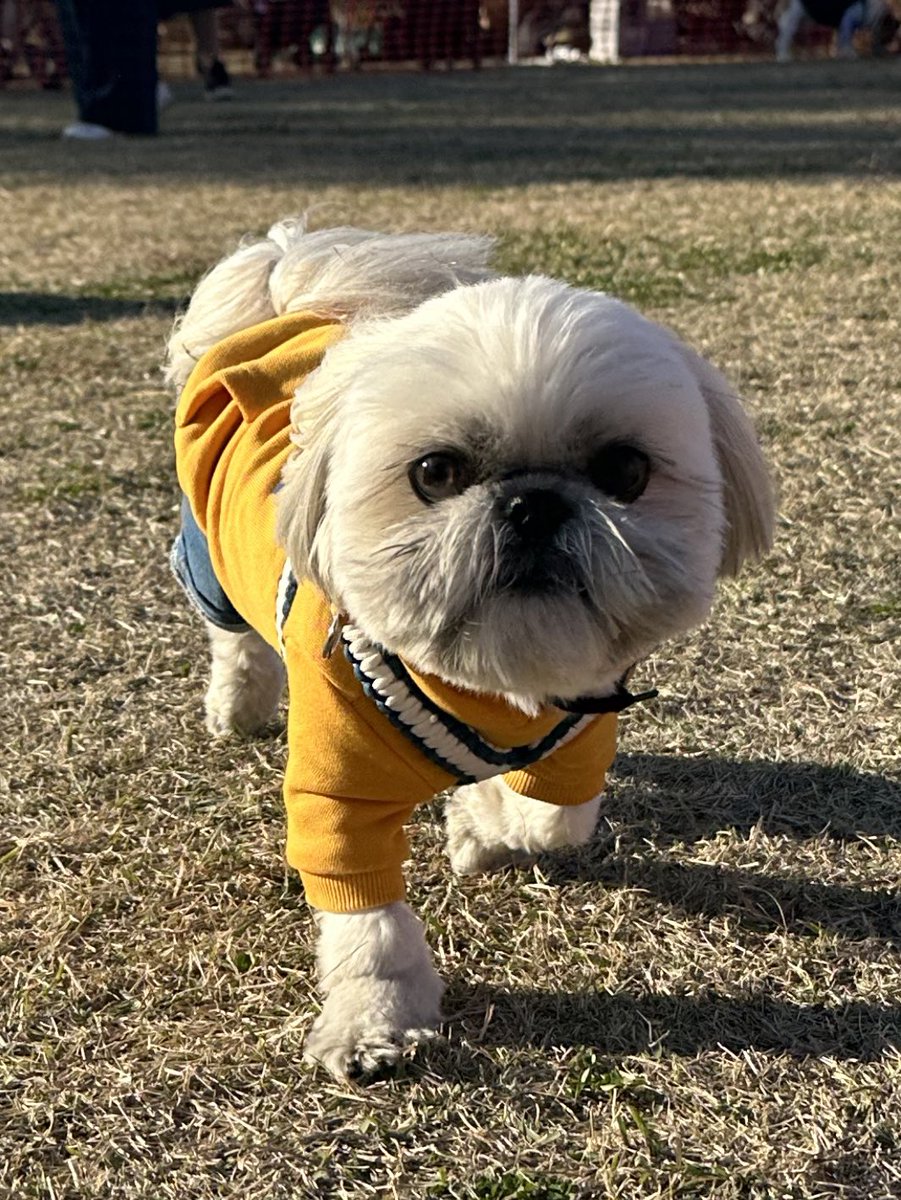 GOGO2020goma's tweet image. ごまはお出かけ先でのドッグランだと初めてのお友達ばかりで、テンション高め。
#シーズー #gogoごまちゃん #丸顔