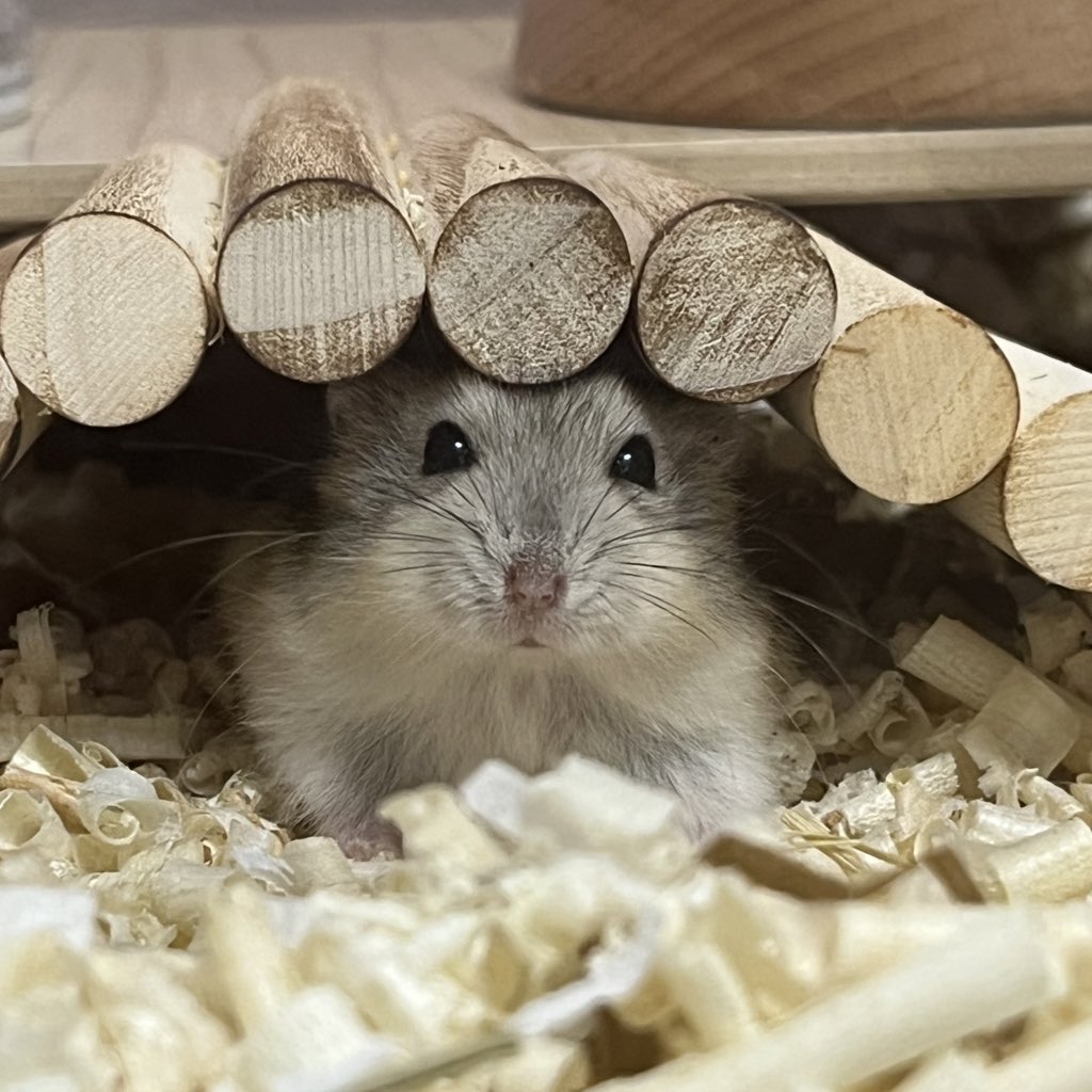 🥭망고🥭 tweet media