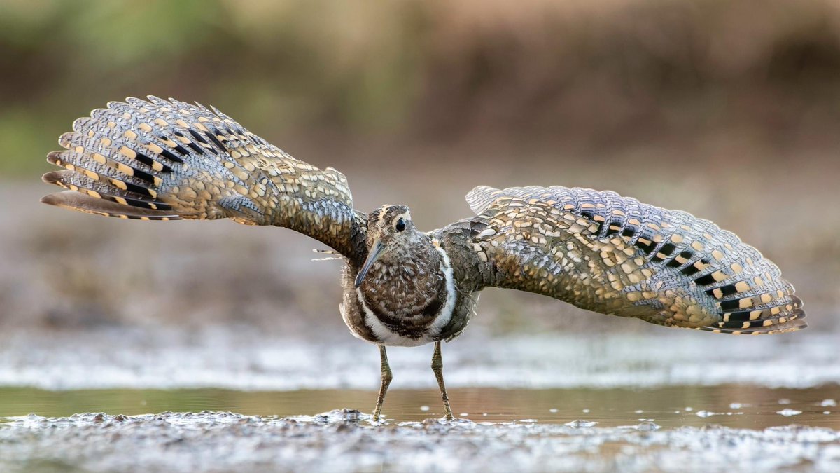 It’s shaping up to be the best season in years: paintedsnipe.com.au/recent-sightin…

With two new Brisbane sightings and one in Sydney, we now know where 52 birds are across 20 sites:

NSW: 33 at 8 sites
QLD: 8 at 5 sites
VIC: 8 at 5 sites
SA: 2 at 1 site
ACT: 1 at 1 

Photo by Peter Stevens