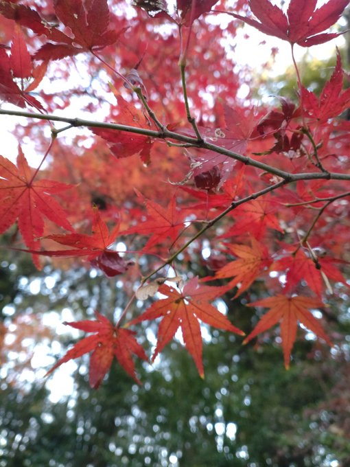「autumn leaves blurry」 illustration images(Latest)