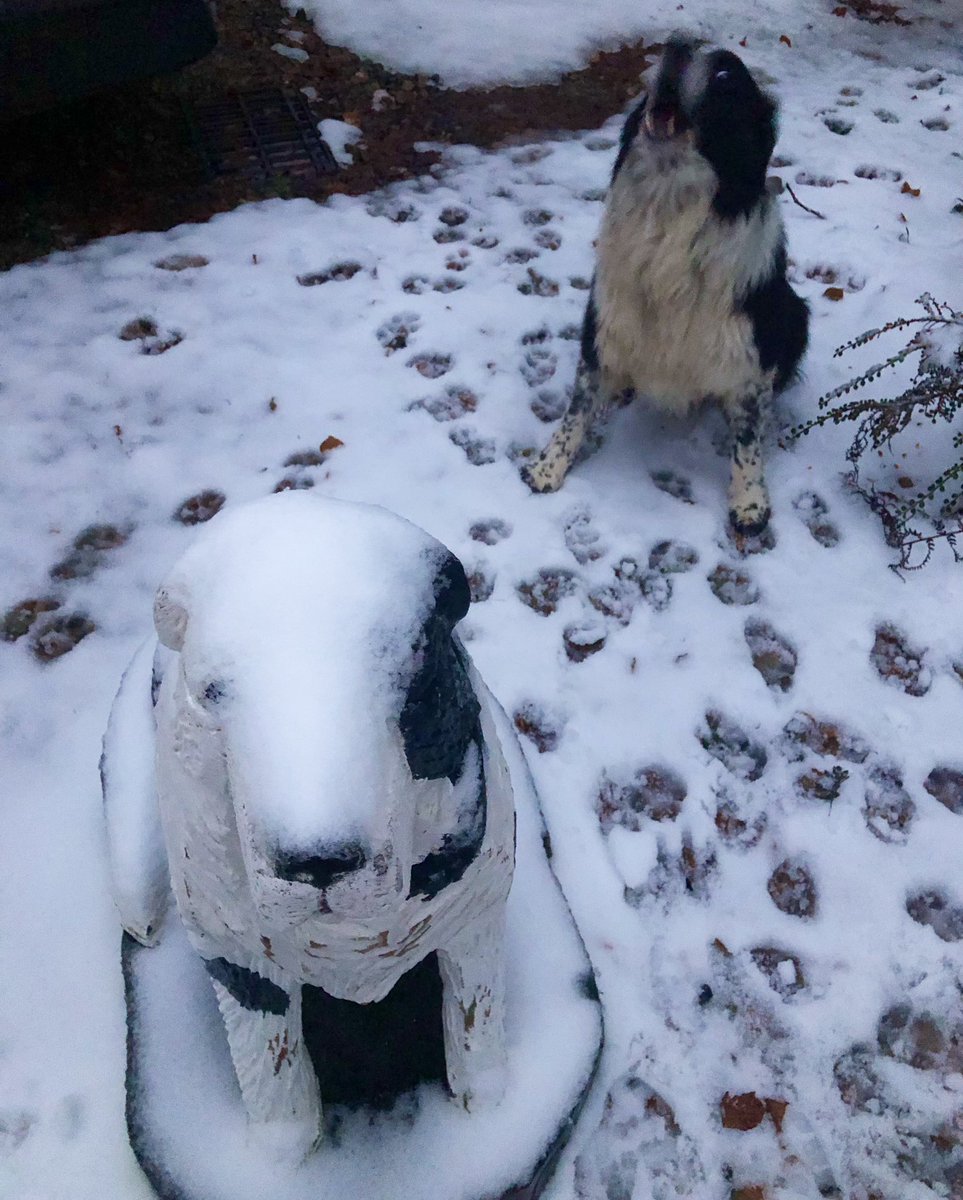 Zak the Collie Dog tweet media