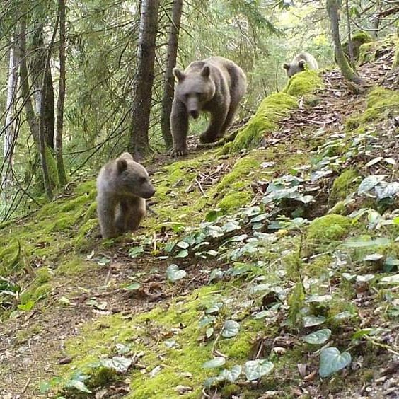 🐻 The Brown bear family from Machakhela National Park, Adjara, #Georgia 📌Machakhela National Park is located in Khelvachauri Municipality and is 30 km away from #Batumi 📸 camera trap