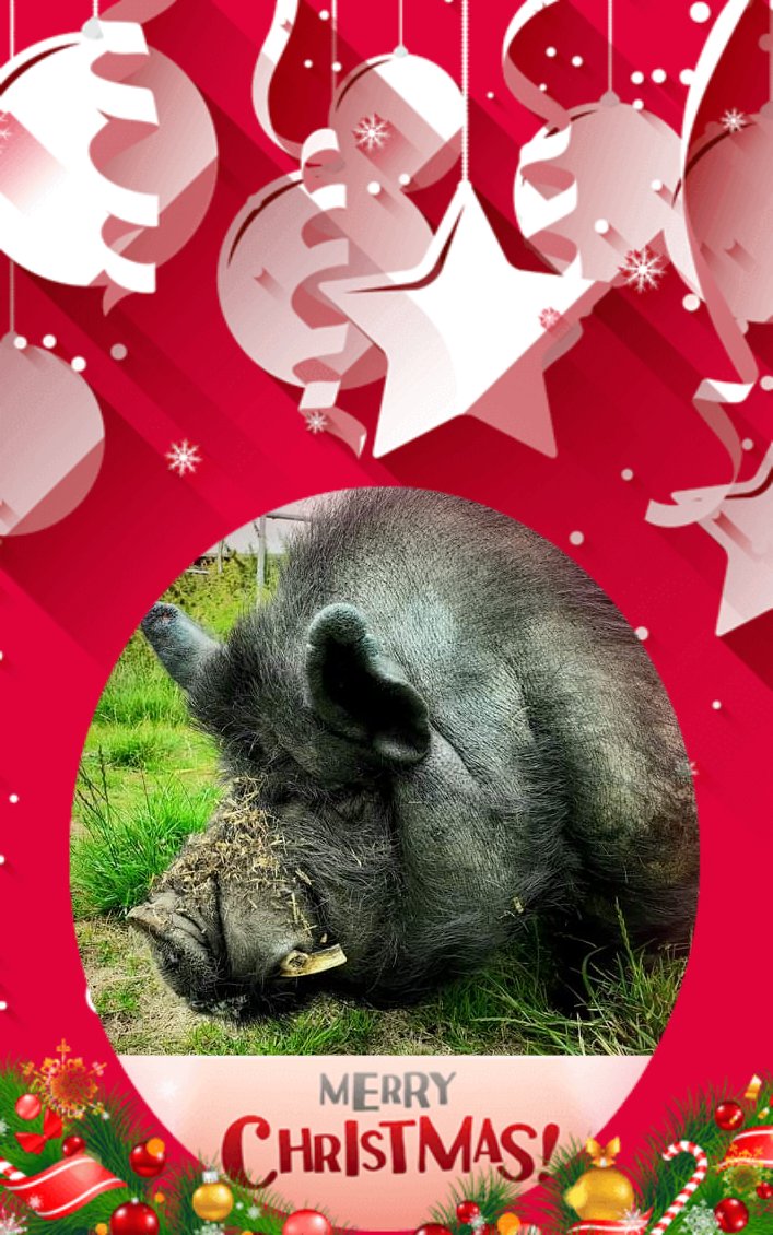 🎄 #FARSAdventCalendar 🎄
DAY 2 #TobyPig 
Sweet Toby is so precious to everyone at FARS 🤗 His start in life was truly dreadful – rescued as a tiny piglet from the cruel hands of a group of boys who were throwing him around 💔 We're so proud of the confident pig he's become 🐗🥰