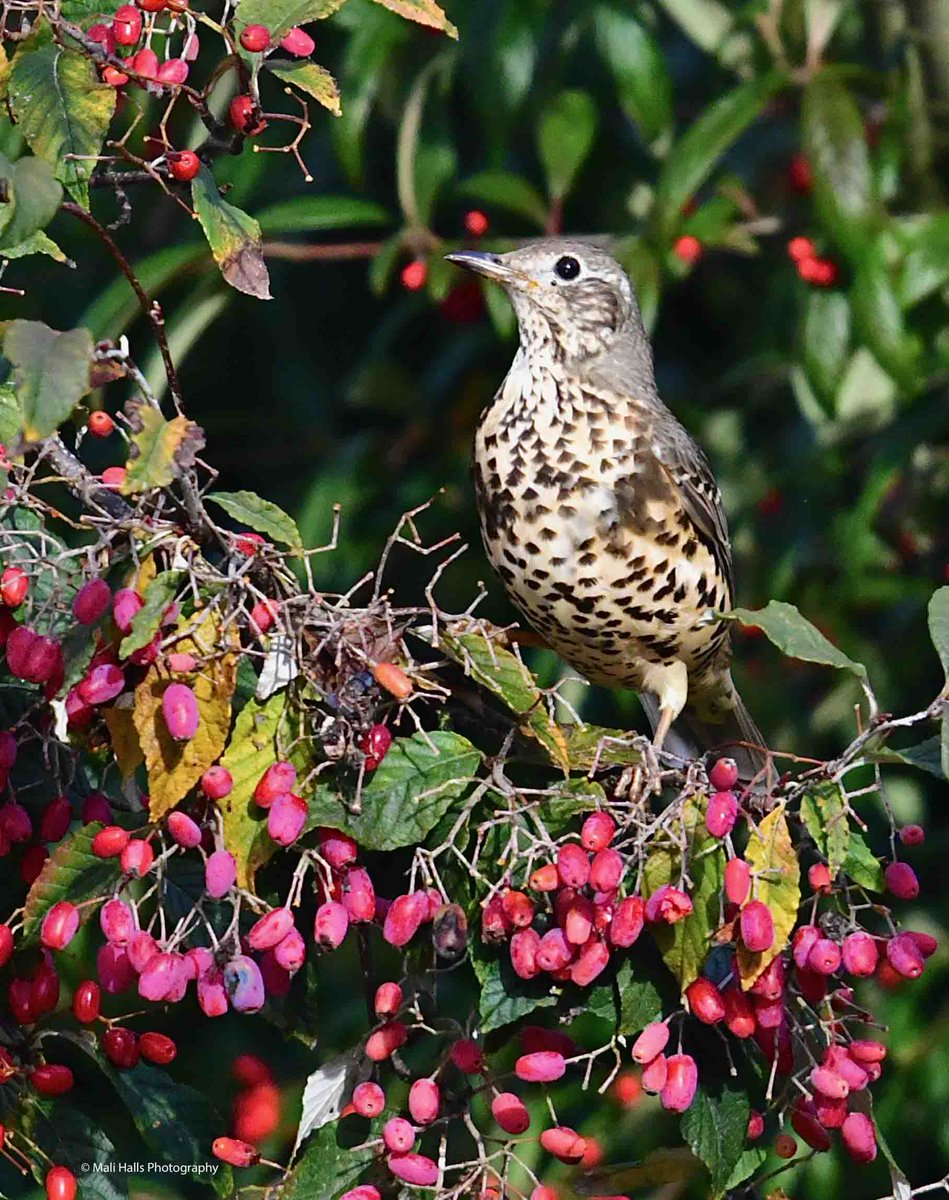 MaliHalls's tweet photo. #Mistle #Thrush.
#Morning #Tweeps, I hope your #day is #good...Its a #dry #bright start here.
#BirdTwitter #Nature #Photography #wildlife #birds #TwitterNatureCommunity #birding #NaturePhotography #birdphotography #WildlifePhotography #Nikon #Sigma https://t.co/Sv5noL9Bv8