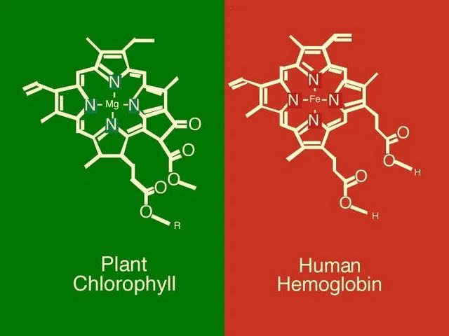 Chlorophyll and Hemoglobin

The major difference is that plant blood carries a Magnesium (Mg) molecule where our blood contains a Iron (Fe) molecule. 

Magnesium is what is responsible for making plant blood green, and iron is what makes our blood red.