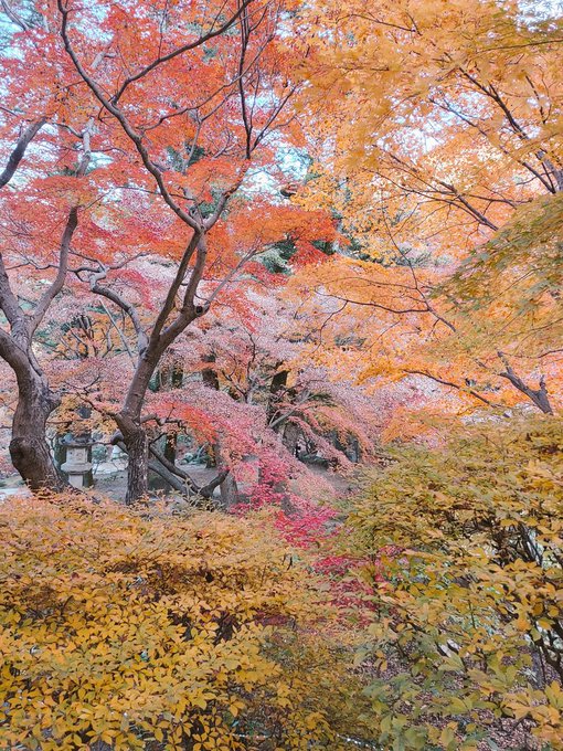 「紅葉 野外」のTwitter画像/イラスト(新着)｜4ページ目