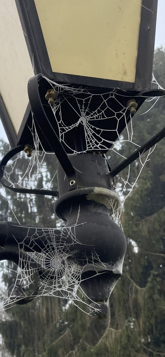 Frosty cobwebs <a href="/StGabrielsNews/">St Gabriel's School</a> <a href="/StGabsSixthForm/">St Gabriel’s Sixth Form</a> await the candidates for Sixth Form Scholarships #beyourbest #challengeandlearn