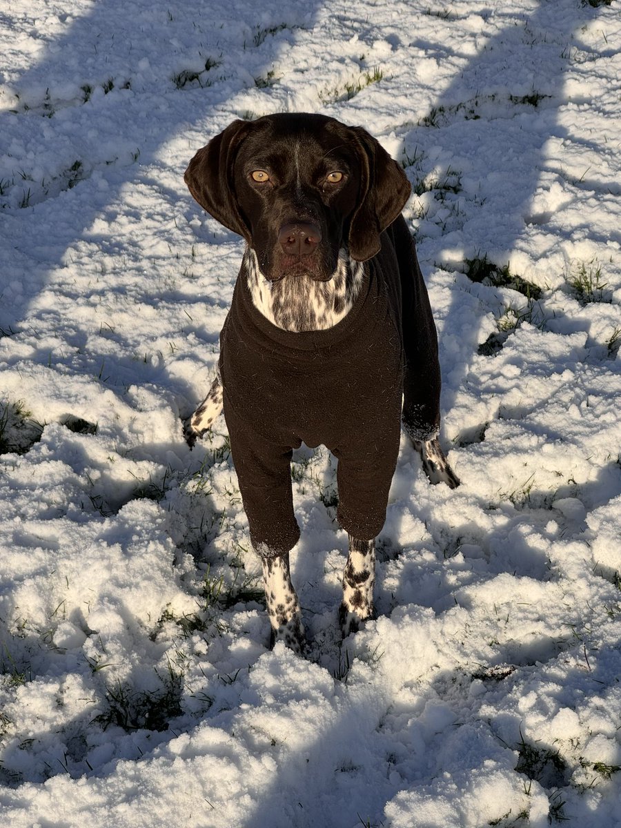 KaraLou4234's tweet image. This Boo….. ❤️🥰😍

#SaturdayMorning #snowvibes