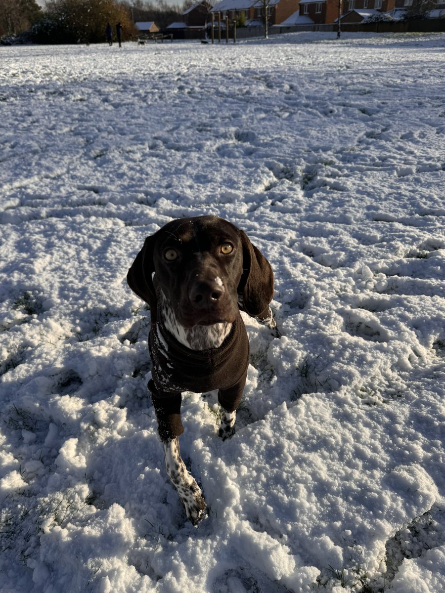 KaraLou4234's tweet image. This Boo….. ❤️🥰😍

#SaturdayMorning #snowvibes