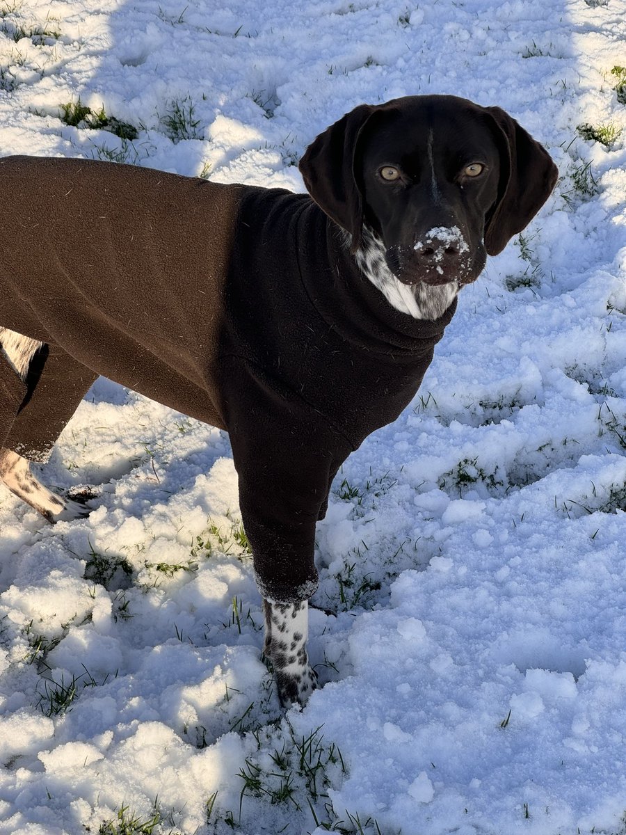 KaraLou4234's tweet image. This Boo….. ❤️🥰😍

#SaturdayMorning #snowvibes