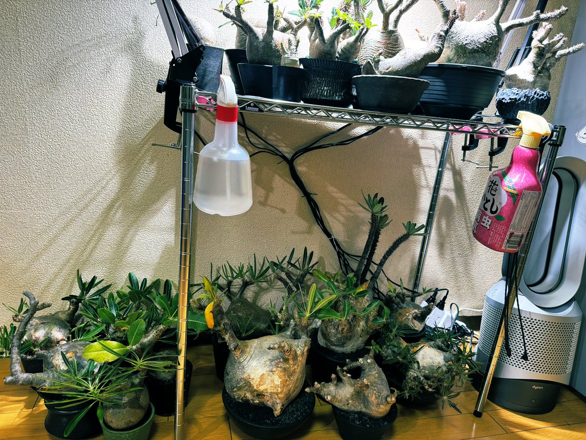 bollox666's tweet photo. 冬越し準備🌱 https://t.co/eACDGH1cQu