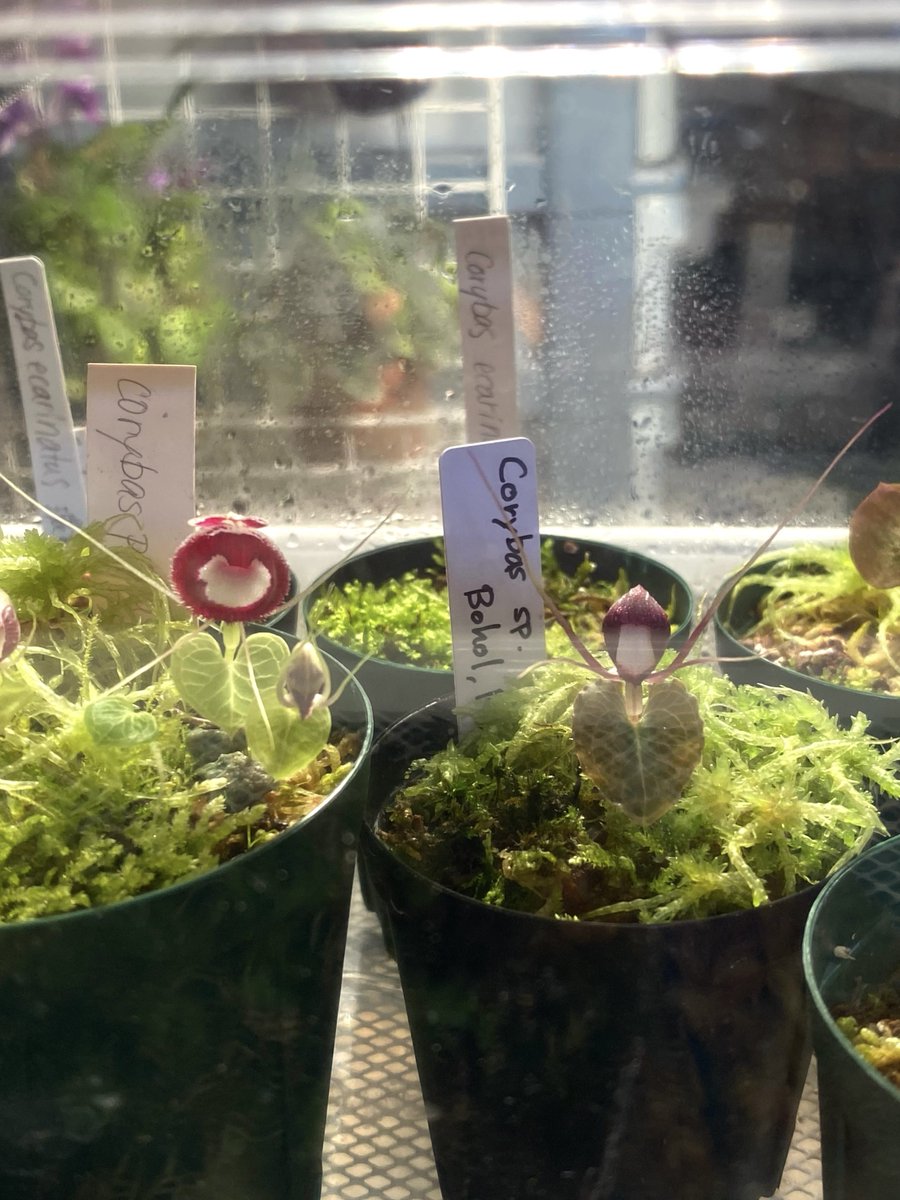 いよいよ開きかけな謎コリバス。少なくともボホーレンシスじゃない事が