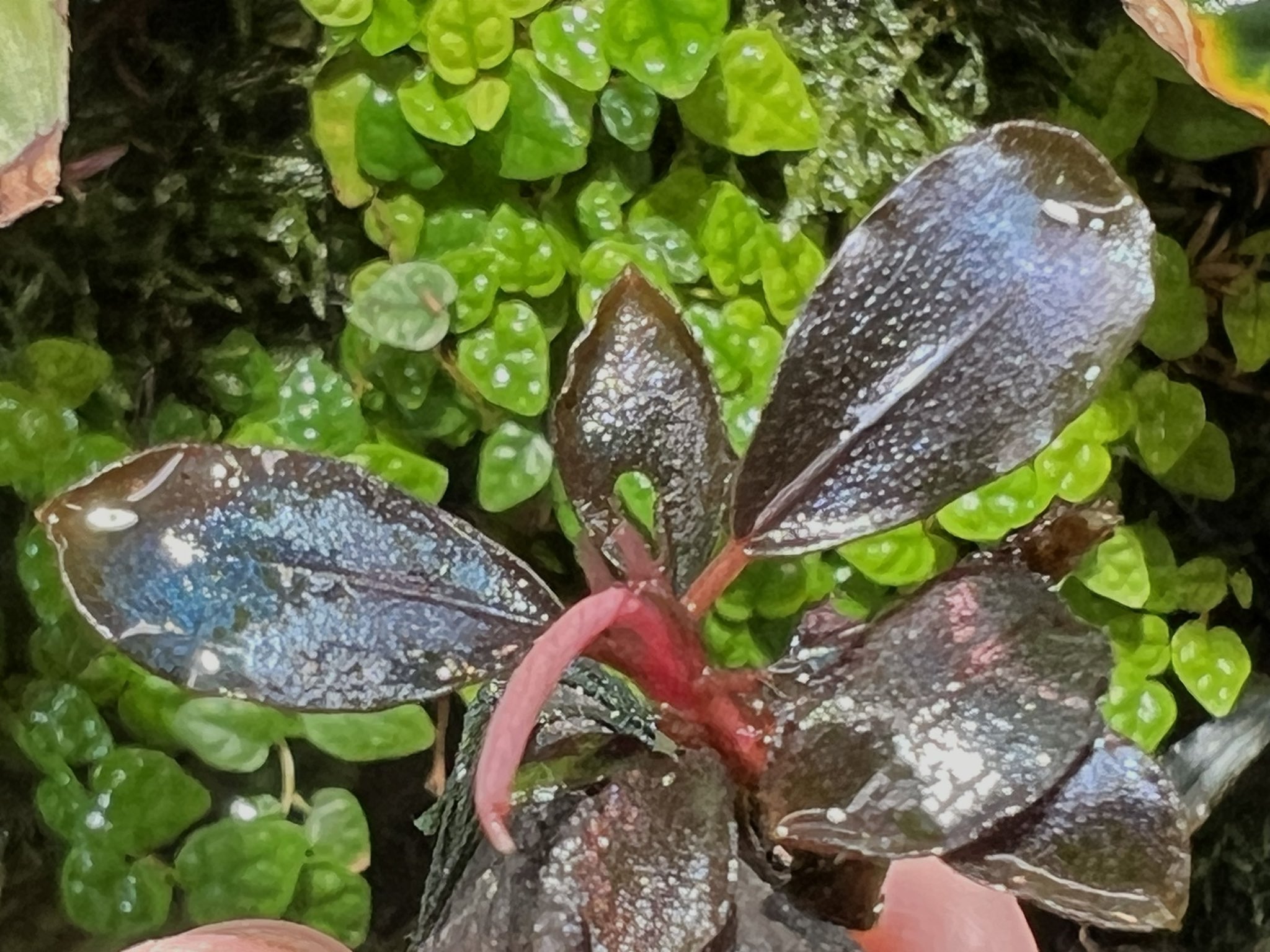 Bucephalandra sp.Ghost kalimantan 水上株 AQUA FORTUNE on X: 