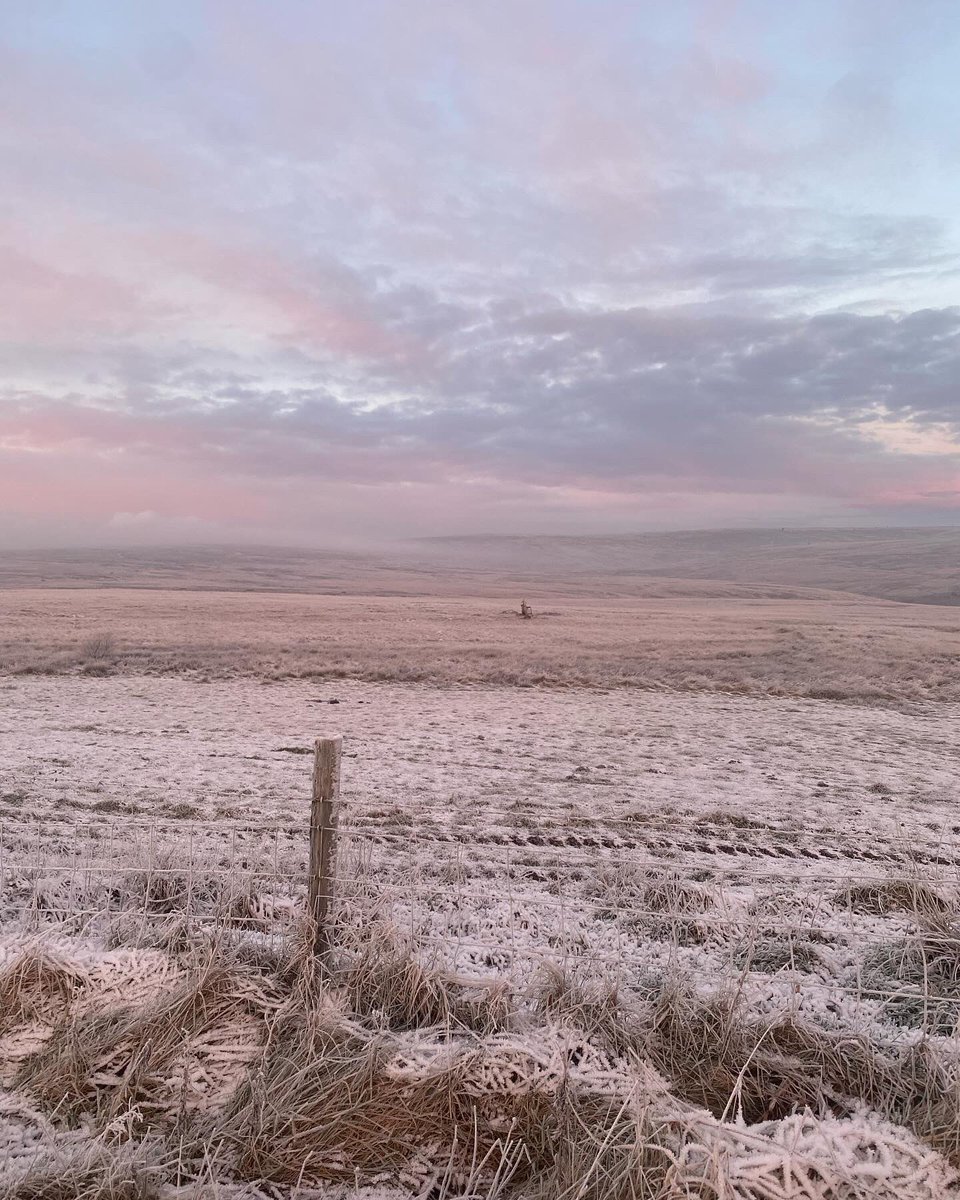 Yorkshire being quintessentially Yorkshire on my very frosty run this morning. 🏃🏻‍♀️❄️ #run #running #morningrun #sheep #yorkshire #yorkshirelandscape #calderdale #southpennines #cold #frosty #onacoldandfrostymorning