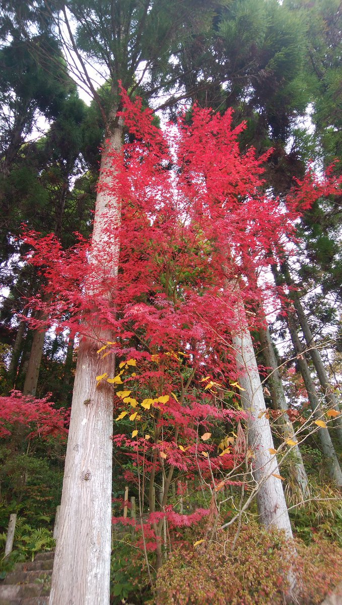 久々の投稿、今日のテニスはいい調子で楽しかった、連勝。
最近は不調で大丈夫かなと思っていたがなんとか持ち直したみたいだ。
やはり地道なトレーニングしかないですね。

女性高額収入 
 taa1341.web.fc2.com/ad3.html