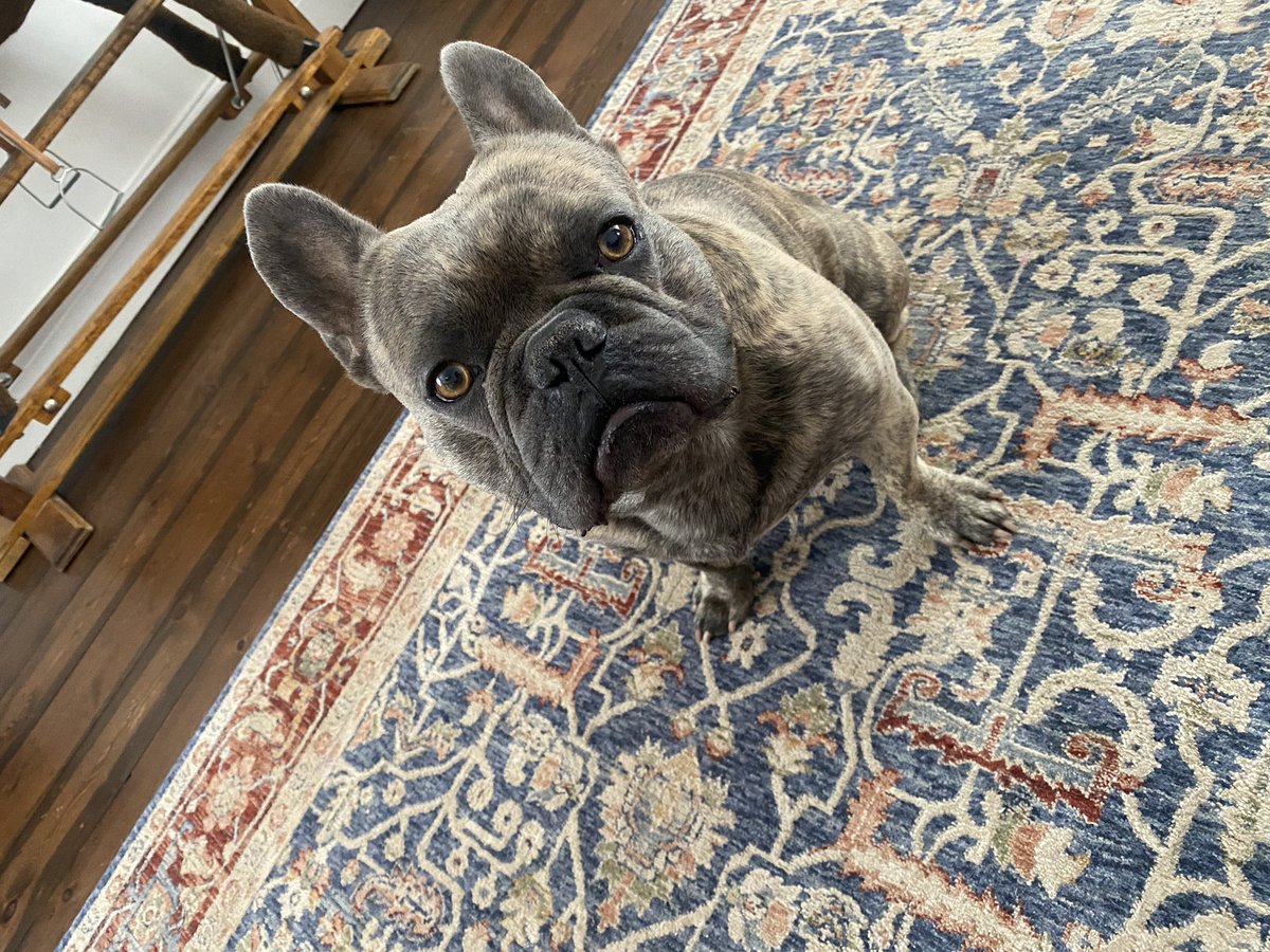 organicplaster's tweet photo. @LeroySkeete My Frenchie could’ve made a better prime minister than this lot. https://t.co/BZZzdAjjnN