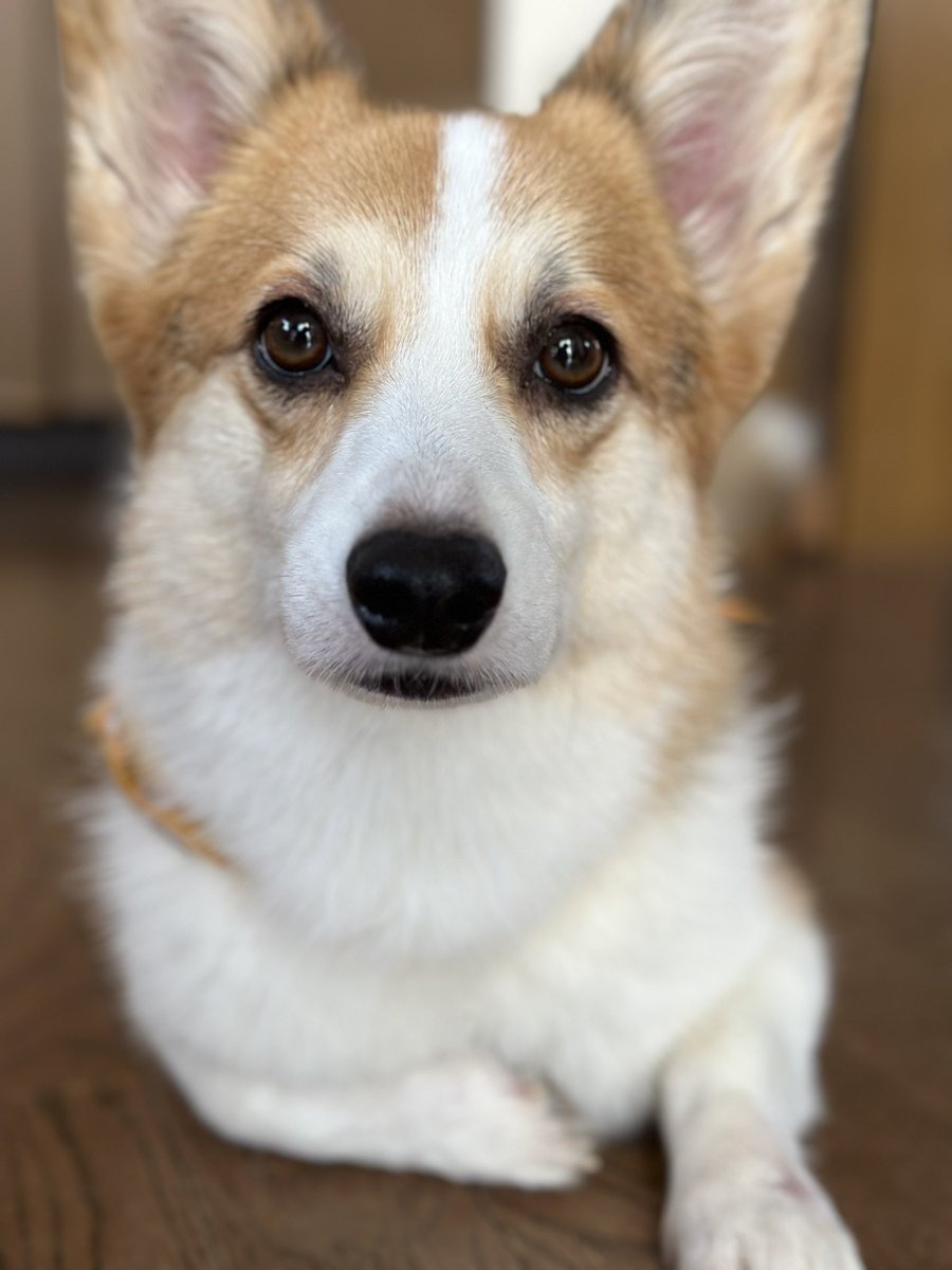 僕は知っています。
冷凍庫の中に大量の犬用お肉が入っていることを…！
お肉プリーズ‼️

😊<ミルク🍼もあるよ

#犬 #コーギー #dog #corgi