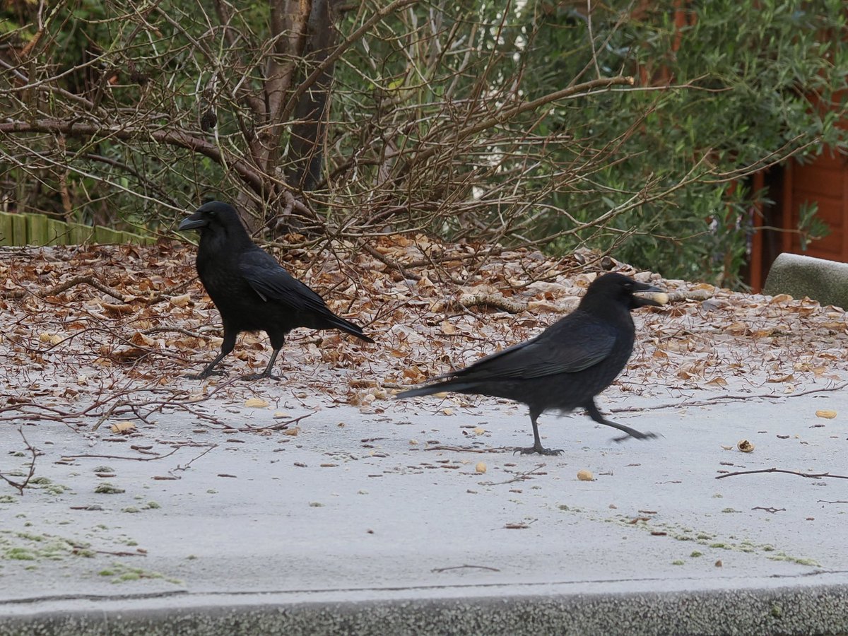 We’ve started using the big bird table (aka the garage roof) now the cold weather is here. The corvids are enjoying it. #birds