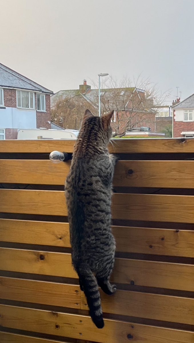 Just hanging on #caturday