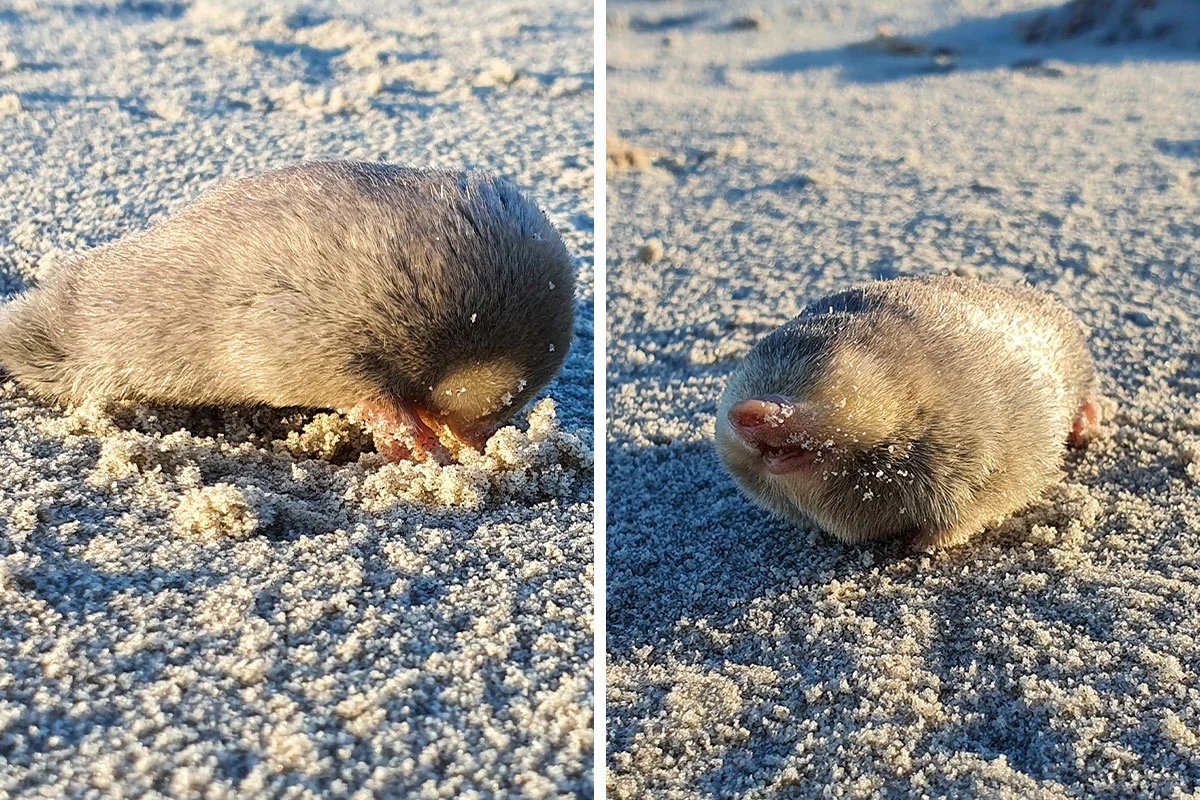 After 87 years, the presumed extinct De Winton gold mole rat reappears in South Africa. These creatures have limited vision and spend most of their lives underground. They have astonishing hearing abilities and can move quickly.