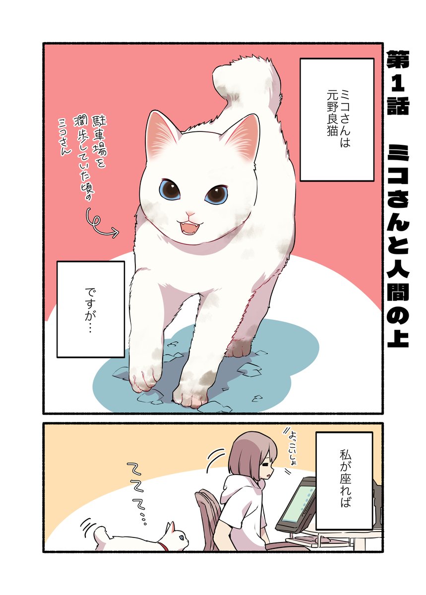 何がなんでも人間に乗りたい猫の話(1/2)
#漫画が読めるハッシュタグ
#愛されたがりの白猫ミコさん