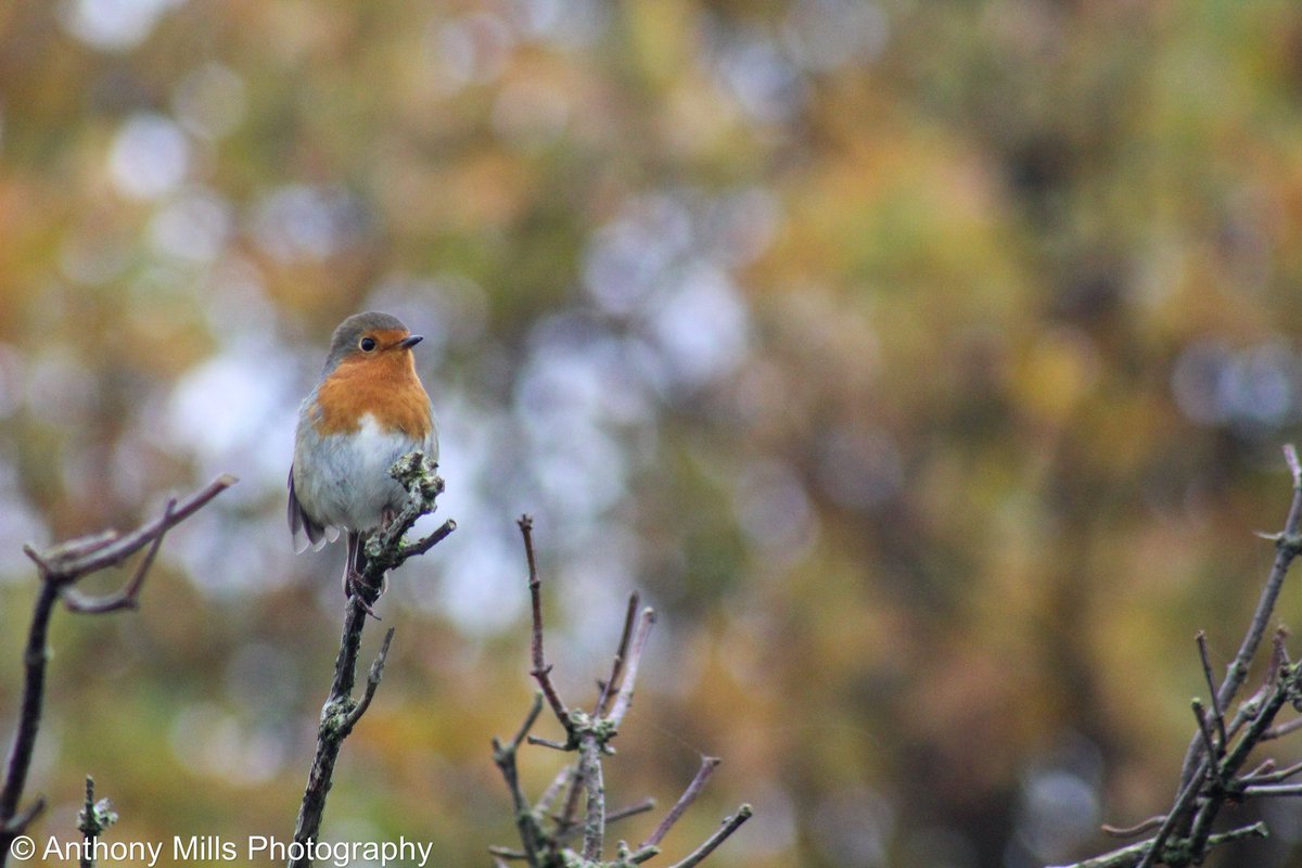 anthonymphotos's tweet photo. Don't think this photo could sum up autumn any better! #Autumn #fall #robin https://t.co/y9bR3OteMc