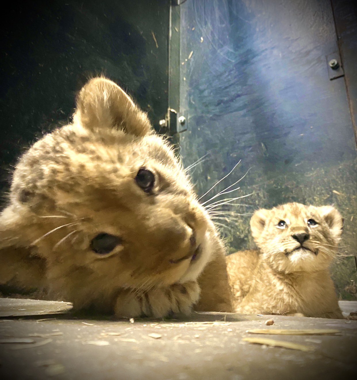 ライオンベビー❤️生後２週間❤️赤ちゃん(*´艸｀*)里親様募集～❤️ ライオンベビー❤️生後2週間❤️赤ちゃん(*´艸｀*)里親様募集～❤️