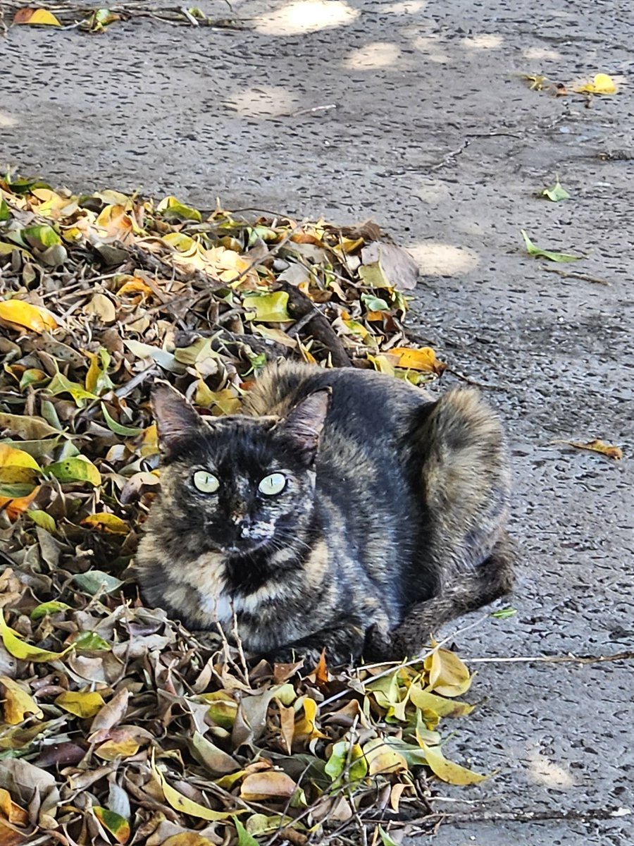 renefutsalms's tweet photo. @edecasanasredes  Essa é a Filó de Campo Grande MS https://t.co/HnW5PqtIse