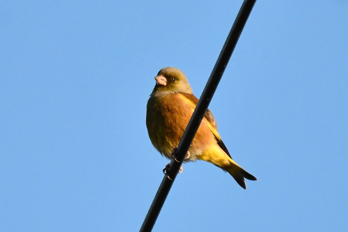 camerabegin's tweet photo. ふっくらカワラヒワさん
#カワラヒワ #野鳥 #野鳥観察 #birds #orietal #greenfinch https://t.co/2Qe5QaQyrI