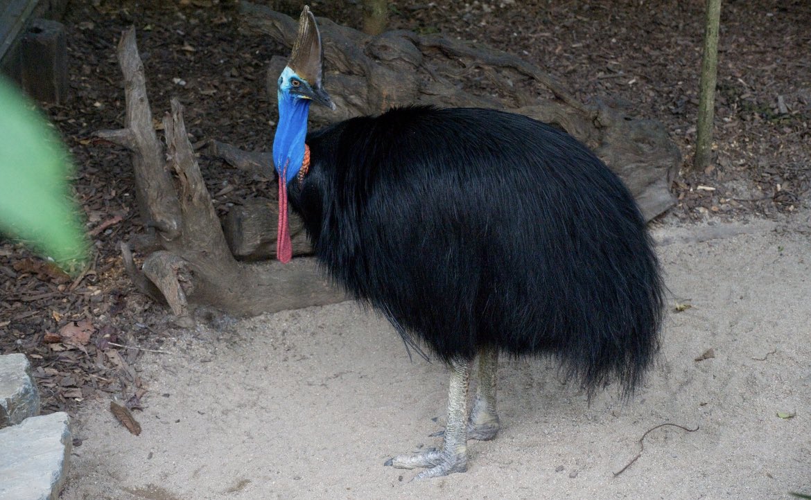 In 1926, 16-year-old Phillip McClean, from Queensland, Australia became the first documented person to have been killed by a cassowary.

After encountering the bird on their family property near Mossman in April, McClean and his brother decided to kill it with clubs. 

When