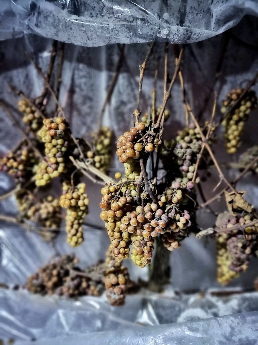 Zebraliśmy grona na Wino Lodowe! Chyba nikt nie spodziewał się takich mrozów na przełomie listopada i grudnia. Tymczasem wczoraj w nocy termometry wskazywały -12 stopni i nad ranem ruszyliśmy do winnicy. Dziękujemy całemu zespołowi, który z taką energią zakończył #zbiory2023.