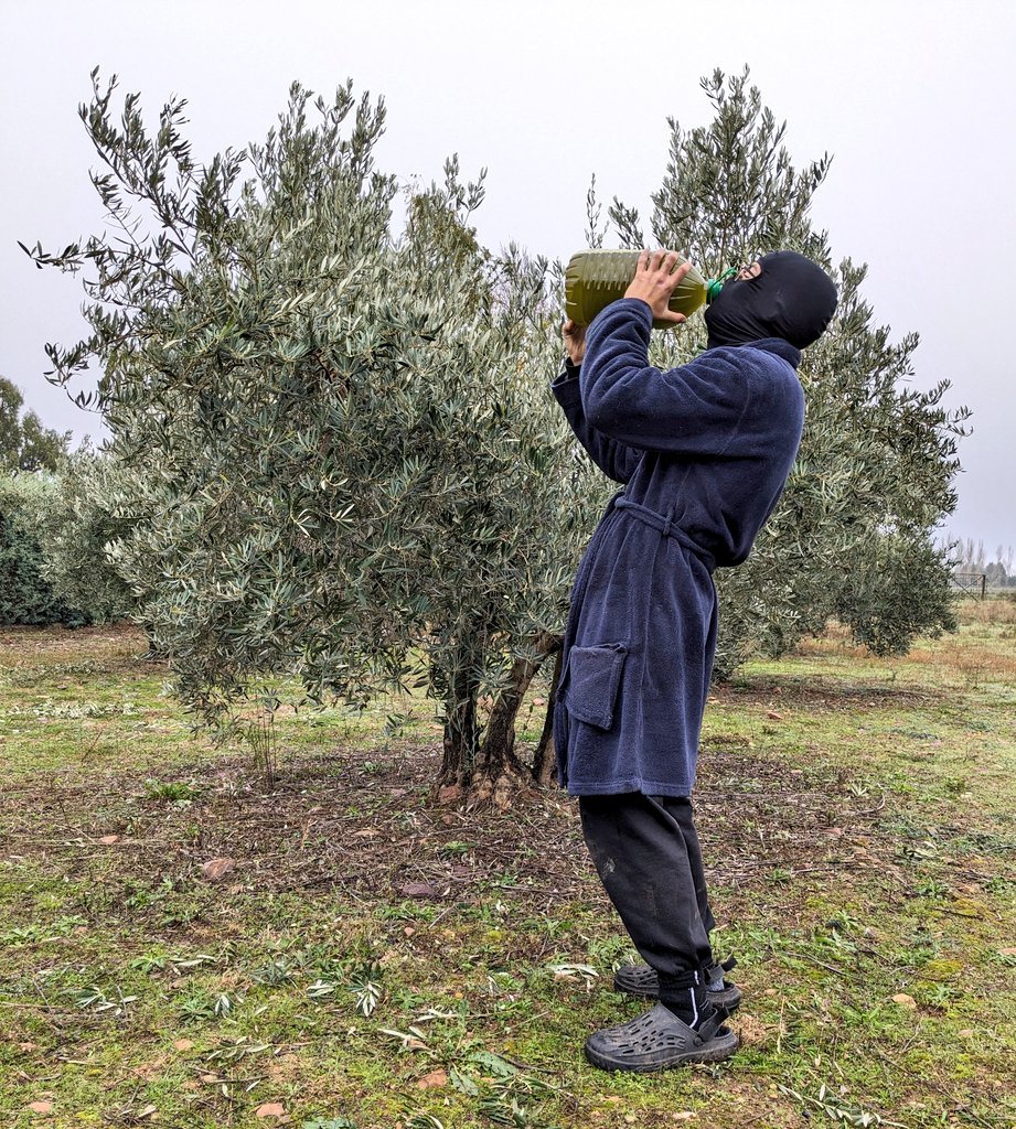 He calculado las horas de trabajo que le he echado este año al olivar para producir 46 litros de aceite.

No me dedico profesionalmente a esto, es un hobby, aceite para consumo familiar, cualquier estimación de costes y horas no se puede comparar con la de un olivar profesional.