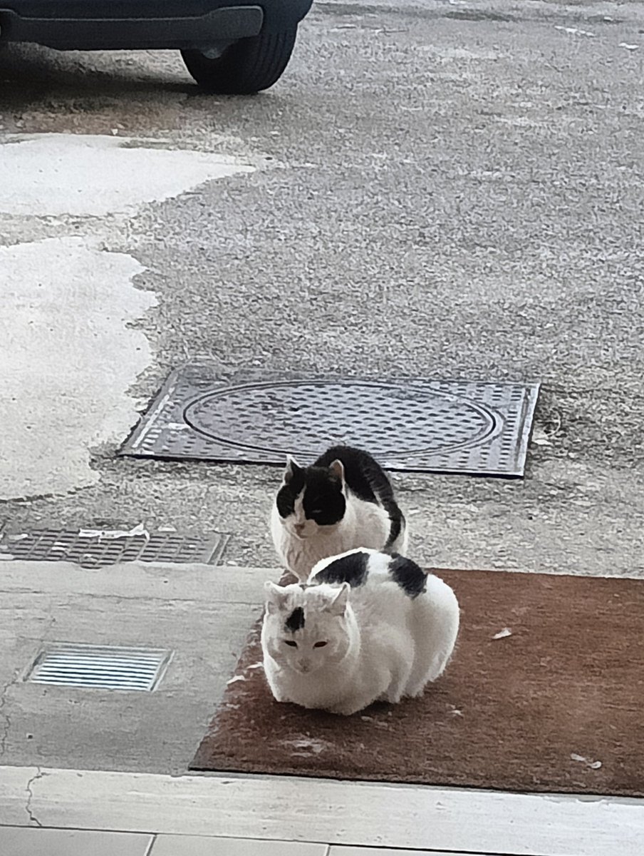 Nicholaslaghezz's tweet photo. io che faccio foto a tutti i gatti che vedo nella mia vita https://t.co/kydUbeXVM6