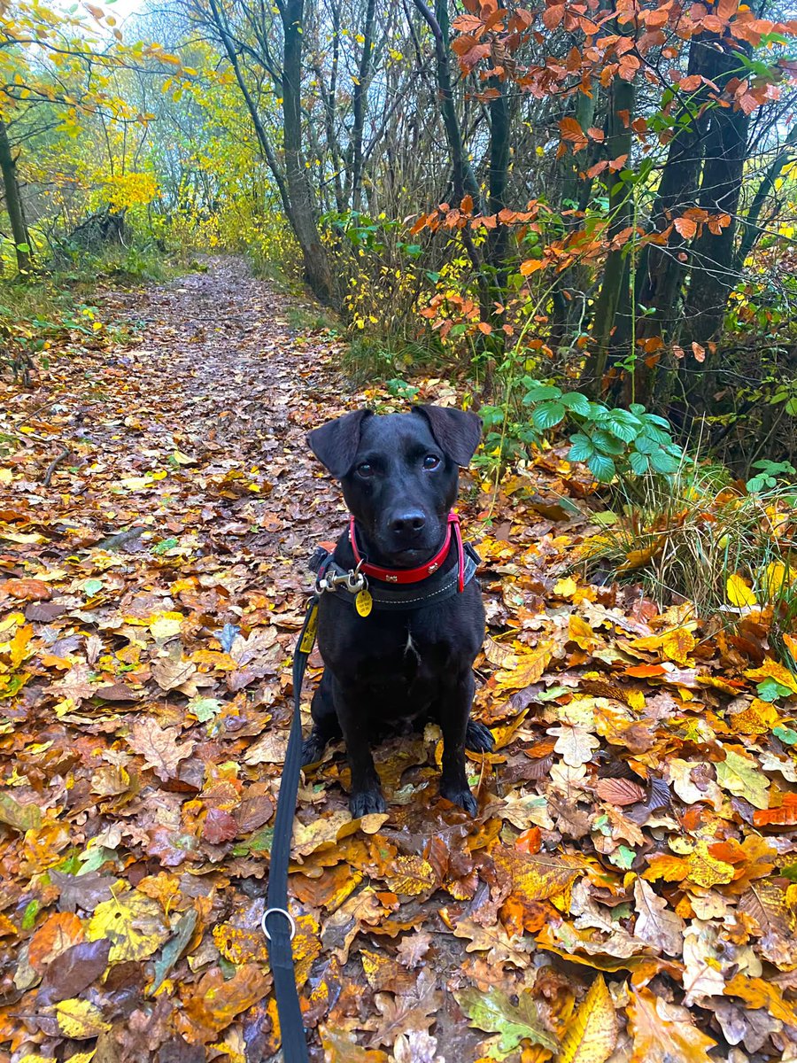 Please retweet to help Buster find a home #LEEDS #UK Super Patterdale aged 9. He loves his walks and is looking for an adult home as the only pet. He's been waiting a very long time, please give him an extra share🌟 DETAILS or APPLY👇 dogstrust.org.uk/rehoming/dogs/…… #dogs