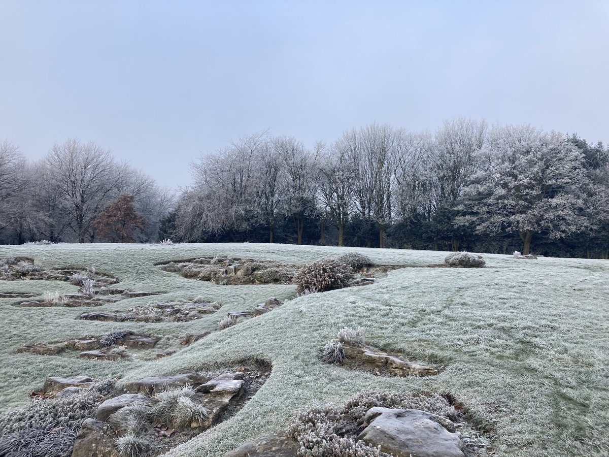 nutcracker1965's tweet image. Waxwings still in a very cold Fenton park this morning🥶#staffordshire