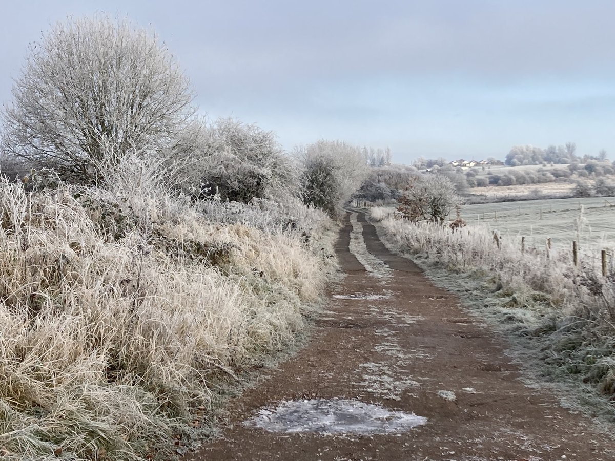 nutcracker1965's tweet image. Waxwings still in a very cold Fenton park this morning🥶#staffordshire