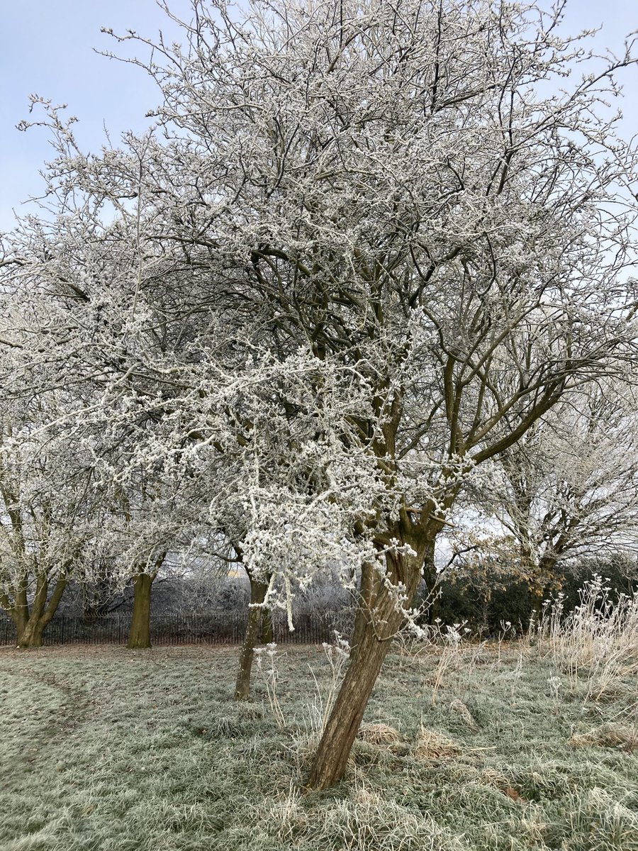 nutcracker1965's tweet image. Waxwings still in a very cold Fenton park this morning🥶#staffordshire